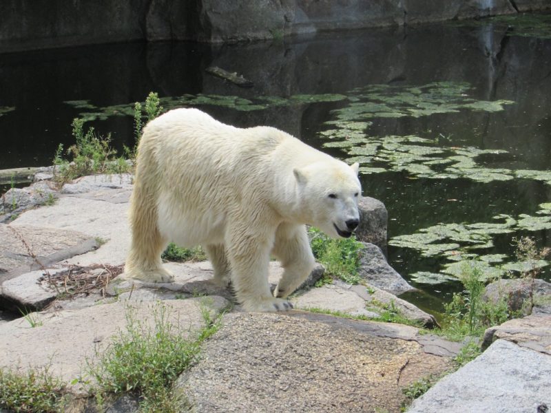 Urso polar no Zoológico de Berlim: atração mundial. / Foto: Rogério Borges
