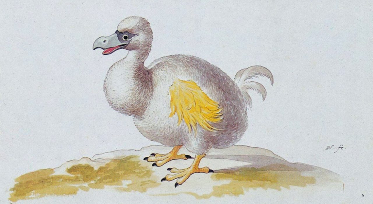 Imagem: Dodô Branco (Pieter Holsteyn, 1638)